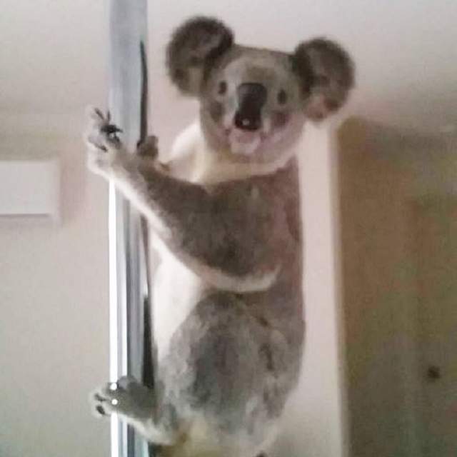 家裡出現《會跳鋼管的無尾熊》旋轉跳躍我閉著眼～