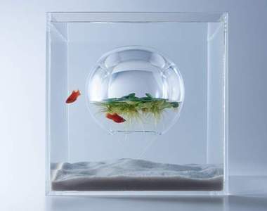 《水族箱的設計藝術》小魚們會不會忘記自己在哪裡呀? 《水族箱的設計藝術》小魚們會不會忘記自己在哪裡呀?