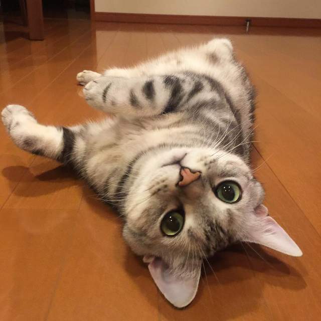 《能躺就不站的喵星人》喜歡仰躺的Alain像是在討摸摸一樣呢~ 《能躺就不站的喵星人》喜歡仰躺的Alain像是在討摸摸一樣呢~