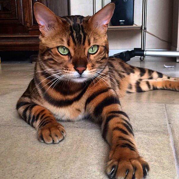 《最美孟加拉貓》讓貓奴拜倒在牠的濃烈豹紋與翠綠眼珠之下