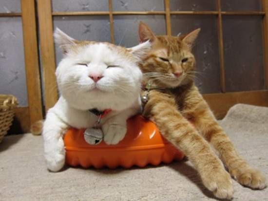 《暖呼呼懶洋洋的寵物》真想跟牠們一起整天攤在被窩裡和暖爐旁（羨慕）