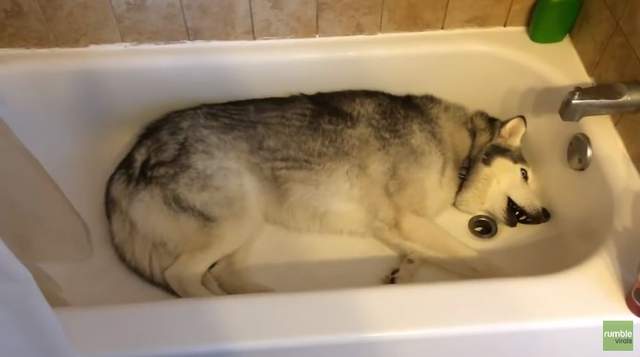 《不想離開浴缸的哈士奇》可以堪稱史上最愛乾淨的狗狗了XD