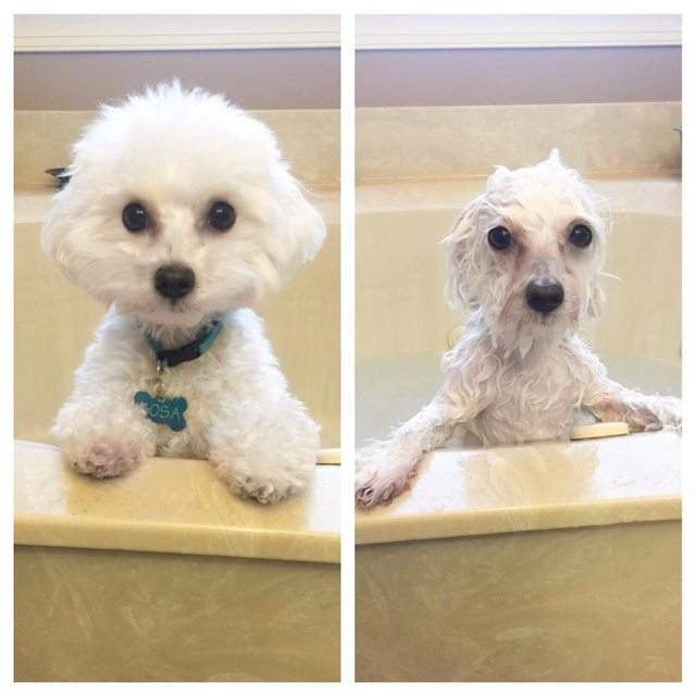 看不膩《狗狗洗澡前後的模樣》碰水之後總是變另個樣子啦～