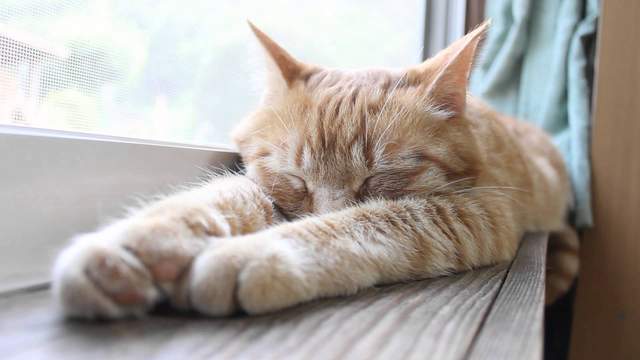 《睡午覺比較舒服的原因》效果是夜晚的三倍多 《睡午覺比較舒服的原因》效果是夜晚的三倍多