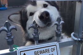 《「內有惡犬」標誌的背後》其實要提防的是讓你無法抗拒的萌犬傷殺力♥ 《「內有惡犬」標誌的背後》其實要提防的是讓你無法抗拒的萌犬傷殺力♥