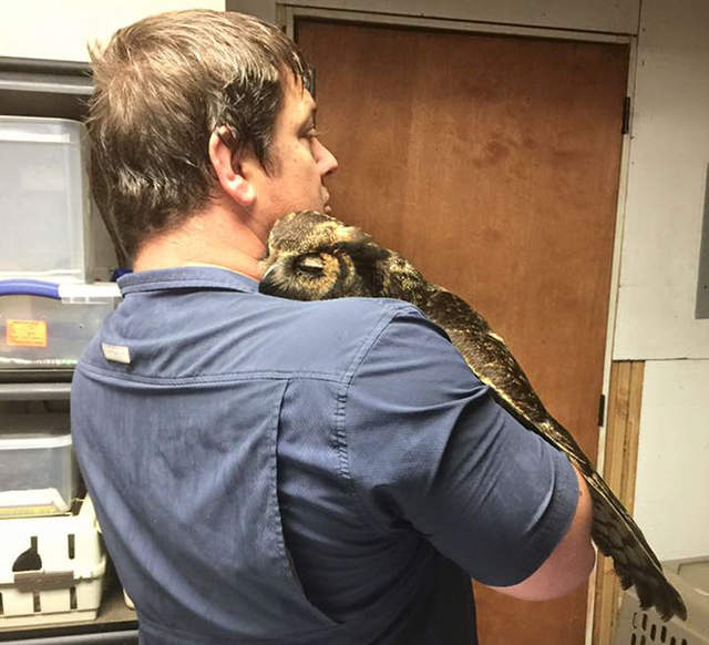 《懂得感恩的貓頭鷹》給牠的救命恩人一個感謝的擁抱 《懂得感恩的貓頭鷹》給牠的救命恩人一個感謝的擁抱