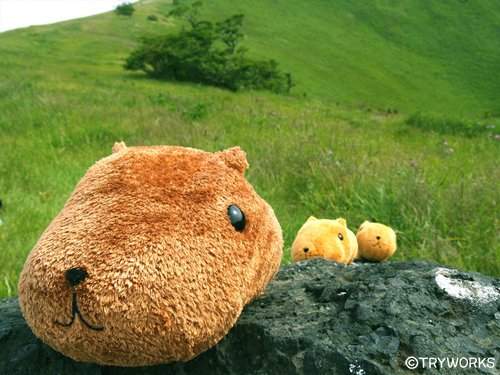 療癒變獵奇《被活吞的水豚君》難道是水豚君的問題? 療癒變獵奇《被活吞的水豚君》難道是水豚君的問題?