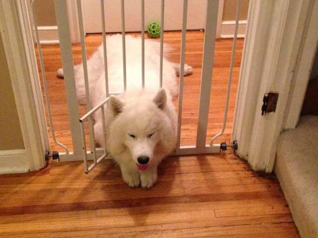 《逃脫失敗的狗狗們》我知道錯了～可以先救救我嗎（無辜）