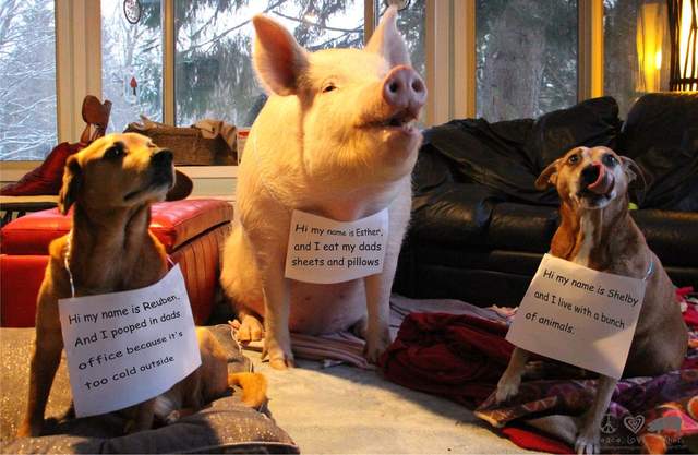 《被道歉的寵物們》對不起我吃了你的錢