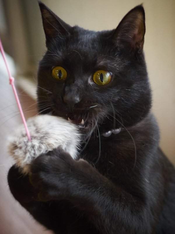 《如何將黑貓拍得很帥氣》一整團黑嚕嚕也能拍得很搞笑（？）