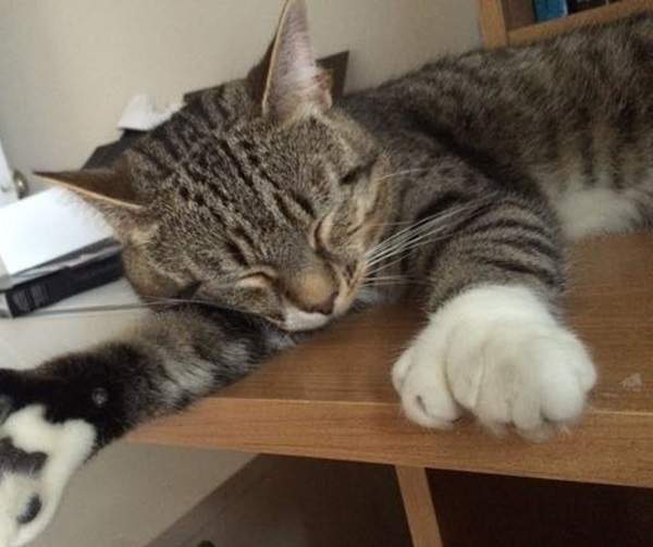 《大掌貓Phil》彷彿隨時隨地都戴著厚厚的白色毛手套❤