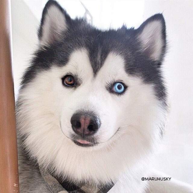 《異色瞳哈士奇》瞇眼笑顏與神秘雙色瞳間的反差魅力❤ 《異色瞳哈士奇》瞇眼笑顏與神秘雙色瞳間的反差魅力❤