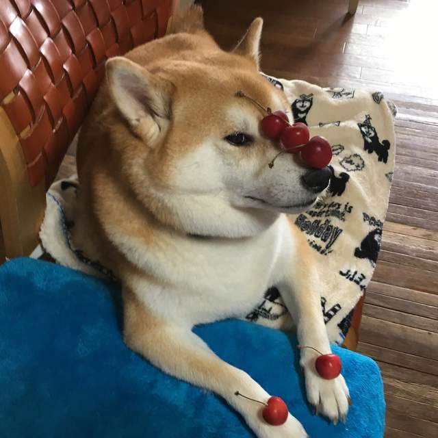 汪星人《柴犬Gaku頂功了得》無所不能頂(挺) 汪星人《柴犬Gaku頂功了得》無所不能頂(挺)