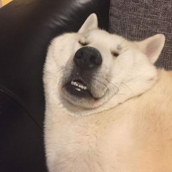 每天來點萌能量《狗狗的萌蠢瞬間》就是這些瞬間萌殺飼主的心 每天來點萌能量《狗狗的萌蠢瞬間》就是這些瞬間萌殺飼主的心