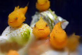 真魚版波妞《氣球魚》明明是魚卻不太會游泳(笑) 真魚版波妞《氣球魚》明明是魚卻不太會游泳(笑)