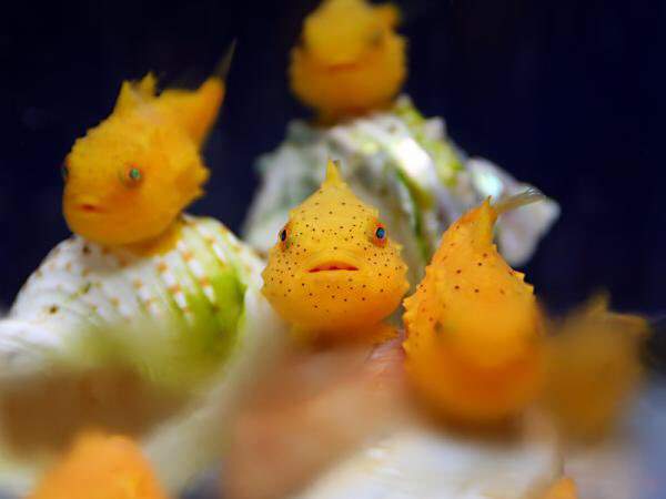真魚版波妞《氣球魚》明明是魚卻不太會游泳(笑) 真魚版波妞《氣球魚》明明是魚卻不太會游泳(笑)