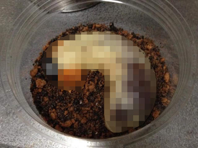 噁心注意《獨角仙幼蟲和菓子》混進一隻真的也看不出來…… 噁心注意《獨角仙幼蟲和菓子》混進一隻真的也看不出來……