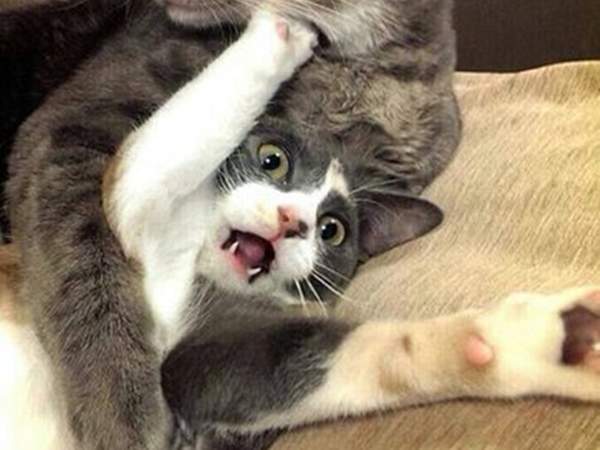 《失策的糗貓咪》趴兔 再簡單的事牠們都有一套自己的犯蠢方法ww 《失策的糗貓咪》趴兔 再簡單的事牠們都有一套自己的犯蠢方法ww