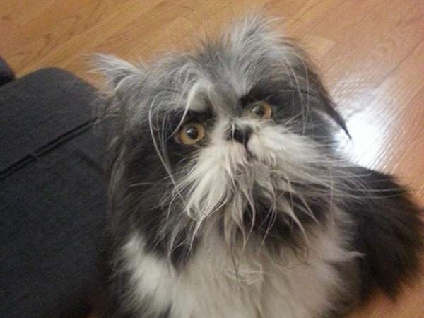 《這隻長毛寵物是貓還是狗？》日本網友提出來的動物才是真的難分辨吧ww