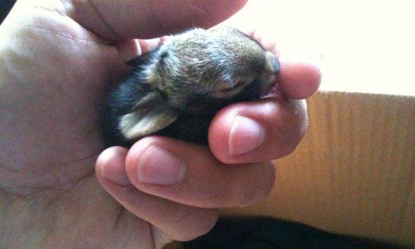 《阿兵哥救小兔子》這種反差萌真是太迷人了