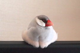 《電視機上取暖的文鳥》一種電視機突然變成三鳥牌的感覺www 《電視機上取暖的文鳥》一種電視機突然變成三鳥牌的感覺www