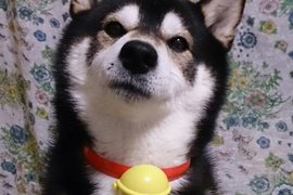 日本麥當勞《哆啦A夢的鈴鐺》柴犬篇 柴柴們好萌 日本麥當勞《哆啦A夢的鈴鐺》柴犬篇 柴柴們好萌