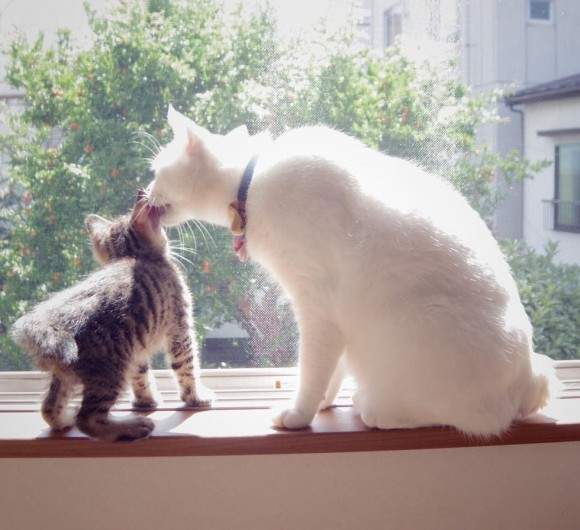 《全心照顧中途小貓的保母貓》直到找到好人家之前都會好好教育小貓喔~ 《全心照顧中途小貓的保母貓》直到找到好人家之前都會好好教育小貓喔~