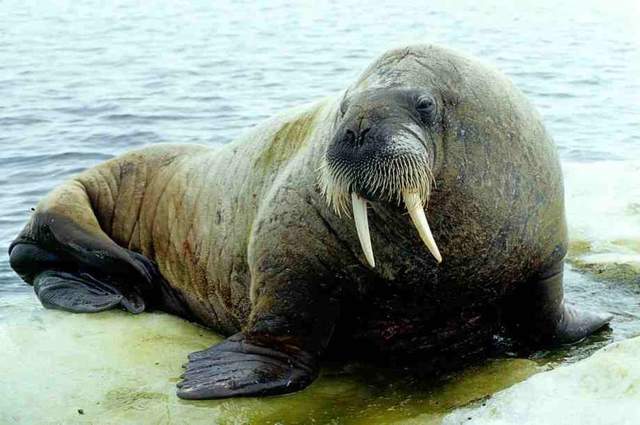 《海獅吃手》意外露出了嚇人的那一面... - 圖片4