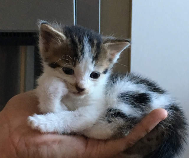 《受夠人類的動物們》每天來點負能量吧~ 《受夠人類的動物們》每天來點負能量吧~