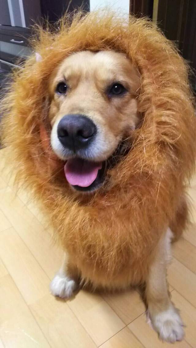 日本亞馬遜的《感動獅子犬廣告》害慘一堆寵物囉……