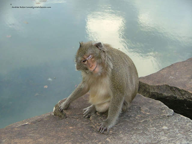《喜劇野生動物攝影獎2016》大自然的幽默瞬間讓人忍俊不住啊ww - 圖片29