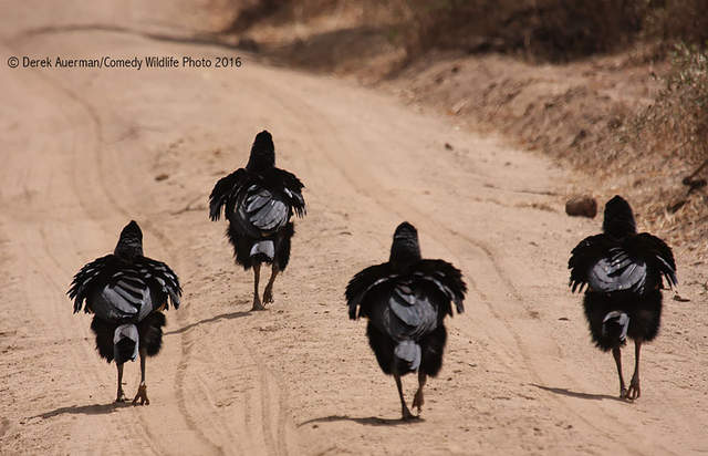《喜劇野生動物攝影獎2016》大自然的幽默瞬間讓人忍俊不住啊ww - 圖片23