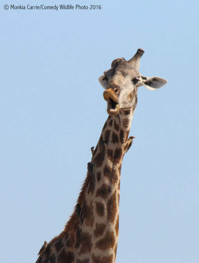 《喜劇野生動物攝影獎2016》大自然的幽默瞬間讓人忍俊不住啊ww - 圖片22