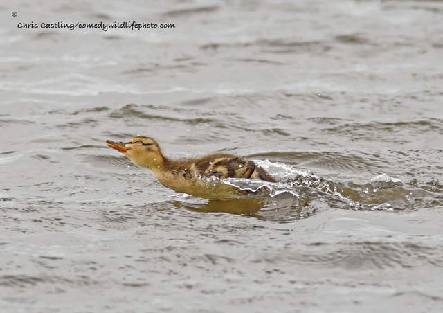《喜劇野生動物攝影獎2016》大自然的幽默瞬間讓人忍俊不住啊ww - 圖片15