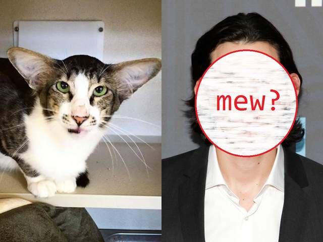 《動物vs明星 相似顏》這謎之相似度究竟是誰的惡作劇 《動物vs明星 相似顏》這謎之相似度究竟是誰的惡作劇
