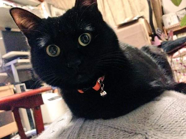 《喵星人罷工》貓咪的工作不就是吃飯睡覺賣個萌嗎？