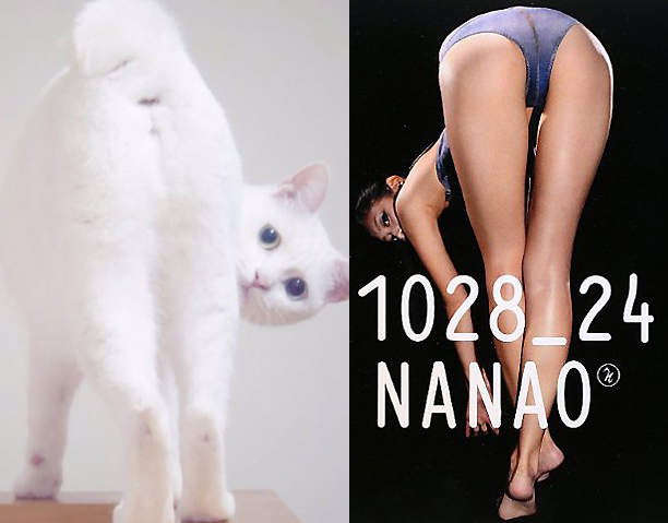 《模仿菜菜緒的貓》該說是好萌還是好性感呢w 《模仿菜菜緒的貓》該說是好萌還是好性感呢w