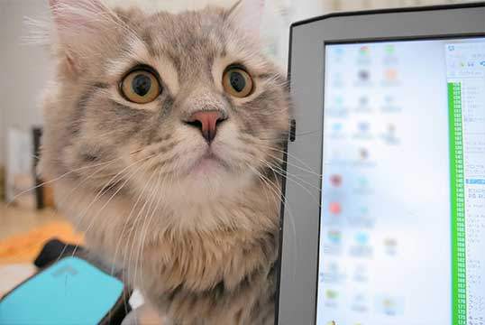 眼神超萌《礙事貓》該不會除了想玩還想要人家誇牠們可愛吧(心動) 眼神超萌《礙事貓》該不會除了想玩還想要人家誇牠們可愛吧(心動)