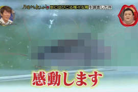 北海道人《第一次看到蟑螂超感動》往南走可以過著感動的每一天…… 北海道人《第一次看到蟑螂超感動》往南走可以過著感動的每一天……