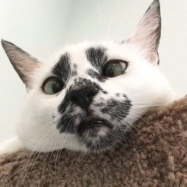 看不開鬥雞眼《變臉羅夏貓》總是專注地看著自己臉上的黑色花紋（盯）