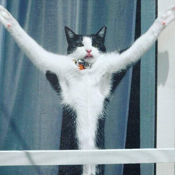 《貓的紗窗控》趴兔 聽說最近常會有巨型喵守宮在家中出沒哦