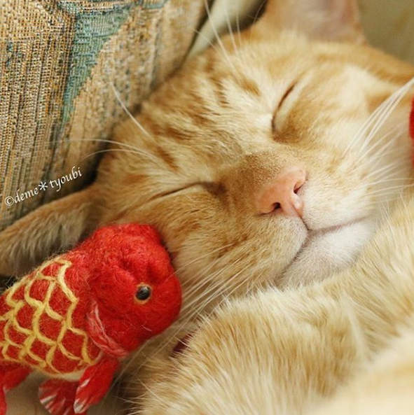 《金魚羊毛氈》跟貓咪合照也不會被吃掉喔 ♪ 《金魚羊毛氈》跟貓咪合照也不會被吃掉喔 ♪