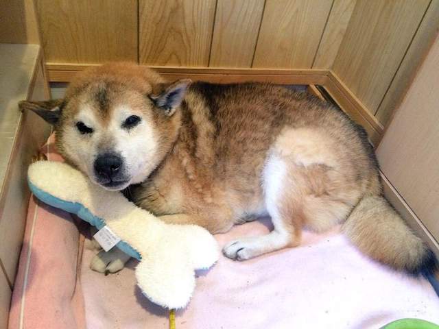 《老犬的魅力》狗狗上了年紀之後反而更可愛的時刻❤ 《老犬的魅力》狗狗上了年紀之後反而更可愛的時刻❤