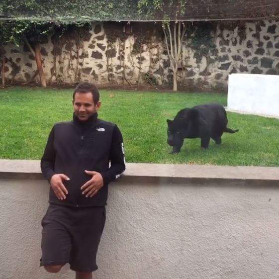 《動物園猛獸偷襲》要是沒隔著玻璃這些人就真的掰掰惹......（抖）