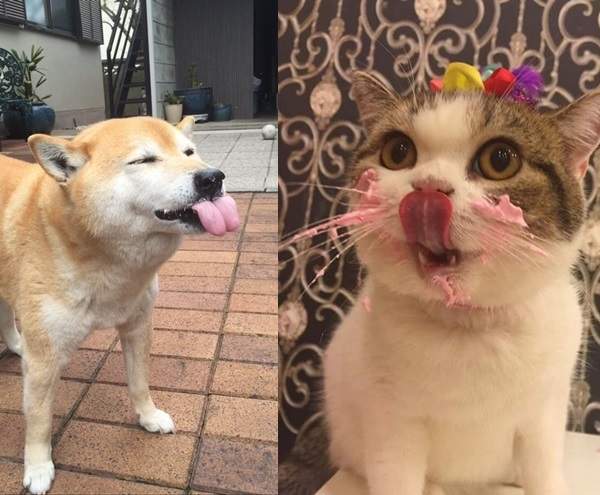 汪喵星人《生日蛋糕大滿足》要吃多少都買給你~♥ 汪喵星人《生日蛋糕大滿足》要吃多少都買給你~♥