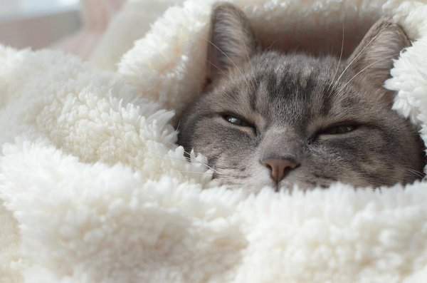 《被窩裡的貓咪》貓老大們冬天的幸福時刻♡