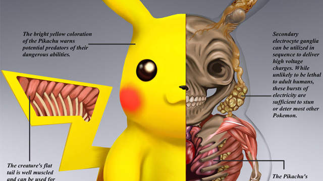 神奇寶貝《解剖精靈寶可夢》原來皮卡丘身體結構長這樣啊...