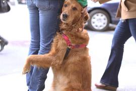 《愛抱大腿的黃金獵犬》帶給人滿滿的溫暖 《愛抱大腿的黃金獵犬》帶給人滿滿的溫暖