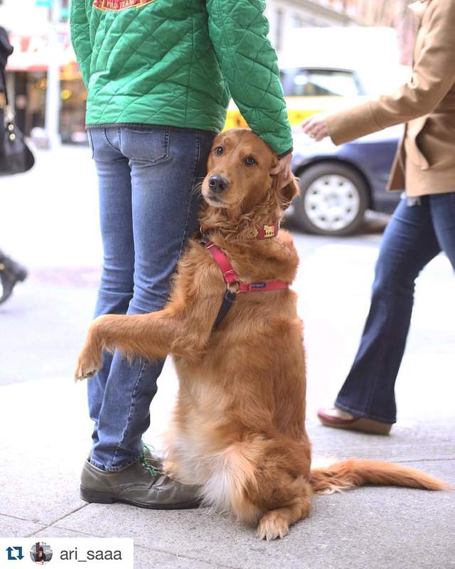 《愛抱大腿的黃金獵犬》帶給人滿滿的溫暖 《愛抱大腿的黃金獵犬》帶給人滿滿的溫暖