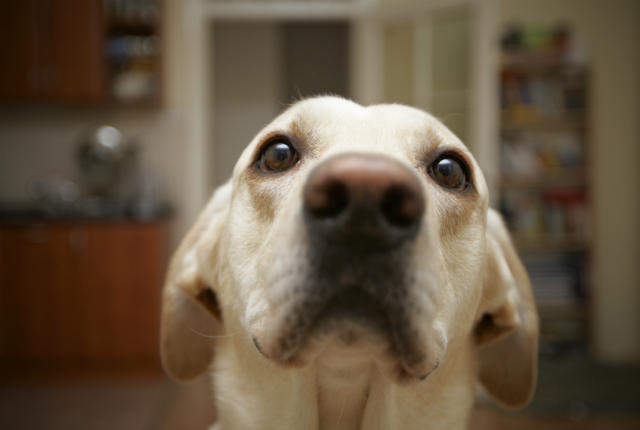 《拉不拉多的科學真相》為什麼他們永遠吃不飽？